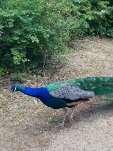 PfInsel_Pfau